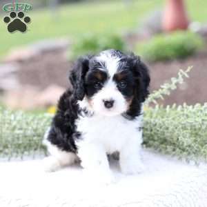 Krew, Cavapoo Puppy